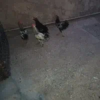 خروس گلین