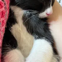 گربه چهارماهه