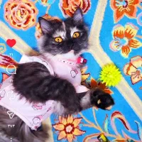 پیشی بریتیش پرشین ناز