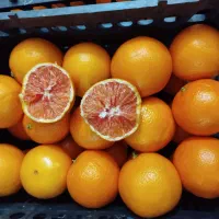 پرتقال نارنگی نارنج|عمده‌فروشی|بابل, |دیوار