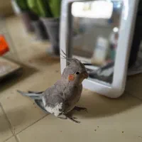 عروس هلندی نر