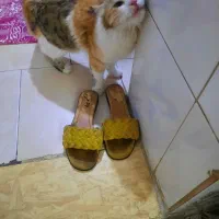 واگذاری رایگان گربه ماده