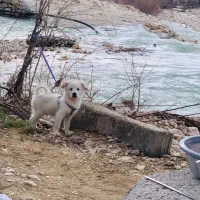سگ اسپیتز پامر