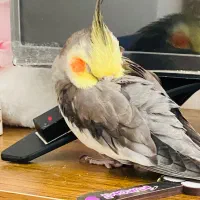 فروش عروس هلندی نر