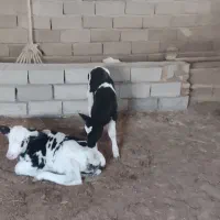 فروش گوساله شیری