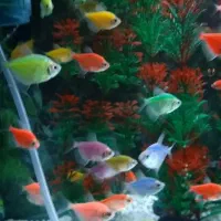 اکواریومم با تمام تجهیزات