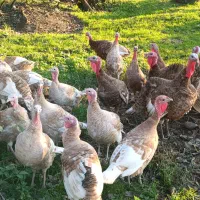 بوقلمون و غاز|حیوانات مزرعه|رشت, کوی قدس|دیوار