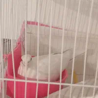 کبوتر|پرنده|مشهد, رده|دیوار