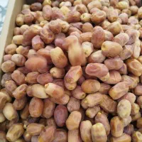 قصب درجه یک پشتکوه