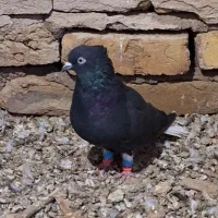 کبوتر|پرنده|بشاریات, |دیوار