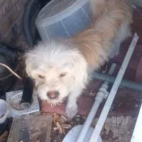 سگ پا کوتاه