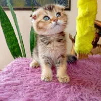 اسکاتیش گلد چینچیلا