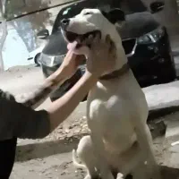 سگ شکاری دوگو