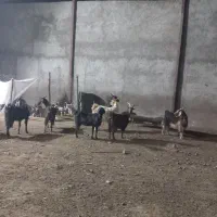 بز کهره دار