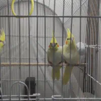 جوجه عروس هلندی دو ماهه|پرنده|بندر گز, |دیوار