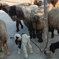 میش بختیاری آبستن بره دار