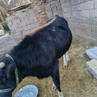 جلب امریکایی