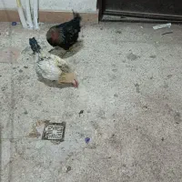 دو عدد خروس گلین