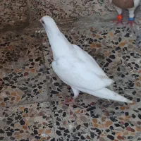 کبوتر معاوضه با قفس