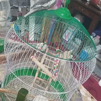 فروش فوری عروس هلندی سخنگو