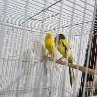 یک جفت قناری سوپر|پرنده|شاندیز, |دیوار