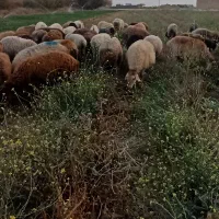 ۵۵راس میش آبستن گوسفندبره قوچ میش بره داردوقلو جمل|حیوانات مزرعه|شیروان (خراسان), |دیوار