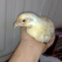 مرغ آشتی آلبینو|حیوانات مزرعه|بندرعباس, |دیوار