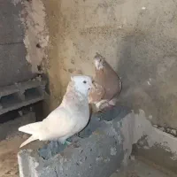 فروش یک جفت ماده زرد|پرنده|اشنویه, |دیوار