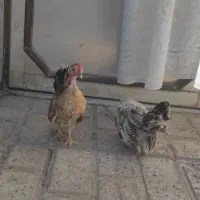 نیمچه جاپنیز زینتی منیاتوری|حیوانات مزرعه|مشهد, ویلاشهر|دیوار