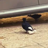 کبوتر اشعل ...سوسنگرد|پرنده|سوسنگرد, |دیوار