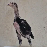جوجه اوشامو  آلمانی