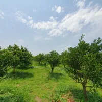 فروش-9هزار-متر-باغ-پرتغال