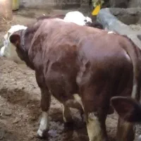 سه عدد گوساله سیمنتال دوتا نرویکی ماده ممتاز|حیوانات مزرعه|تخت سلیمان, |دیوار