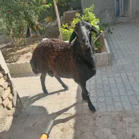 قوچ هترو دو دندان