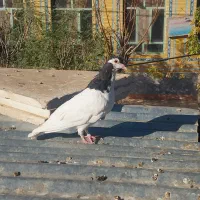 چپ سیاه نر و یک ساده سیاه افشون فروشی