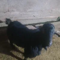 بز نر|حیوانات مزرعه|سنقر, |دیوار