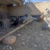 کبوتر|پرنده|میرجاوه, |دیوار