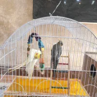 فروش عروس هلندی نر و ماده|پرنده|آزادشهر, |دیوار