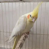 عروس‌‌‌‌‌‌‌‌‌‌‌‌‌‌هلندی