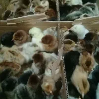 جوجه یکروزه گلپایگان جوجه مرغ و خروس|حیوانات مزرعه|نیشابور, پنجراه|دیوار