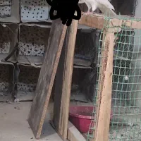 کبوتر باخ رفته