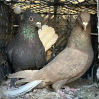 زاع دم سفید