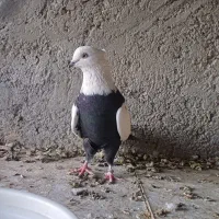 چندعددطوقیباناوردمسفیددمسیاه|پرنده|اسدآباد, |دیوار