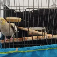 عروس هلندی ماده|پرنده|سرپل ذهاب, |دیوار