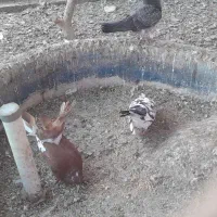 کبوتر سالم سرحال|پرنده|چاف و چمخاله, |دیوار