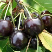 نهال گیلاس تکدانه مشهد