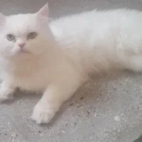 واگذاری گربه پرشین رایگان نیست
