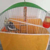 عروس هلندی|پرنده|خمینی‌شهر, |دیوار