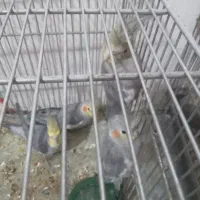 عروس هلندی مولد وجوجه|پرنده|زند, |دیوار