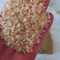 برنج کامفیروز